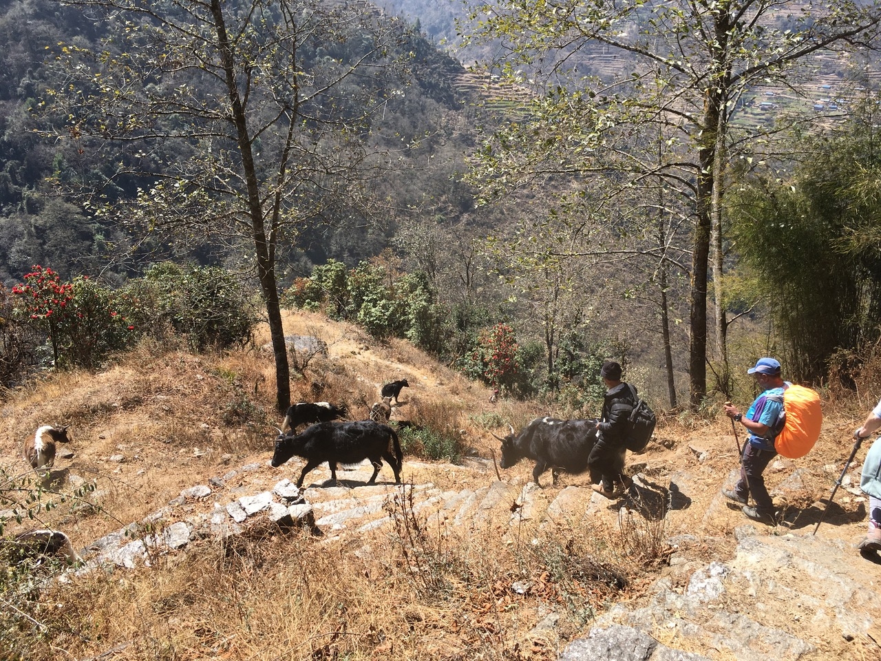 AFPN 2025 Nepal un troupeau de dzoms (croisement yak et vache)